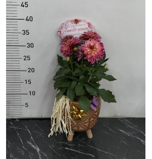 ayaklı saksı da dahlia (Yıldız Çiçeği)